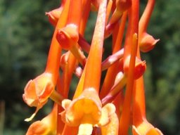 Disa porrecta inflorescence